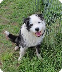 Check spelling or type a new query. 25 Puppies Ideas Puppies Animals Adoption