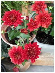 Lundin had a need to support 2 additional wells from the 6 well slot bunga kekwa a platform. My Green Eye S Chrysanthemun Kekwa