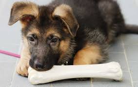 RÃ©sultat de recherche d'images pour "chien"