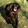 Welcome to Cavalier Rescue USA