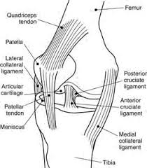 Check spelling or type a new query. Tendonitis Health Herbs Nutrition