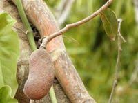 Image result for Hymenaea