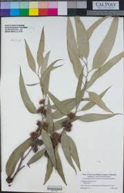 Image result for Eucalyptus botryoides