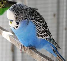 Blue Budgerigar Pictures And Images Budgies Budgerigar Blue Parakeet
