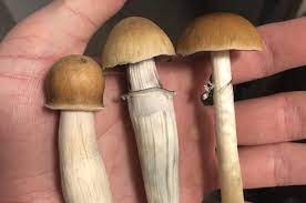 Dea Uses News Articles Social Media To Track Down Alleged Denver Mushroom Dealer Westword