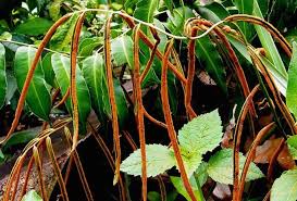 Image result for Stenochlaena