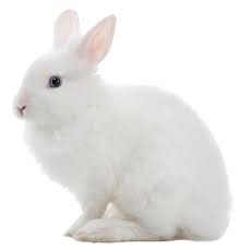 Often confused to be cruelty free companies, but that's far from the truth. Is Cosmetic Testing On Animals Legal In Australia Rspca Knowledgebase