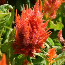 Image result for Celosia