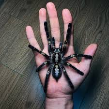 We did not find results for: ì´ì†¡ìš© On Instagram Gooty Sapphire Ornamental Female Poecliotheria Mentallica Tarantula Tarantulapet Tarantulakeeper Tara Insect Photos Pet Spider Tarantula