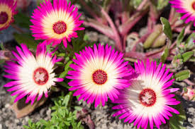 Image result for Lampranthus spp.