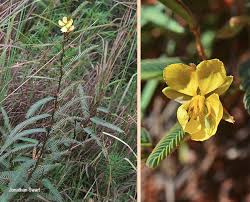 Image result for Chamaecrista comosa