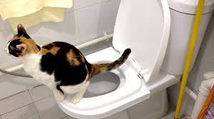 Consider the pros and cons of your cat using the toilet. Sierra S 2nd Month On The Citikitty Cat Toilet Training Kit Success Youtube