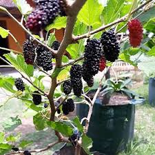 Budidaya Tanaman Murbei Higaragro