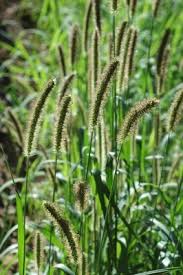 Image result for Setaria longiseta