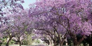Maybe you would like to learn more about one of these? Flowering Southern Trees You Need To Plant Now Southern Living