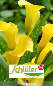 Wie viele sterne würden sie garten schlüter geben? Garten Schluter Pflanzenshop For Android Apk Download