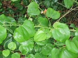 Image result for Smilax