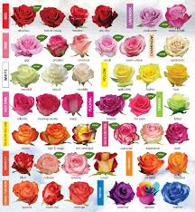 30 diagrams to make you master in growing roses growing