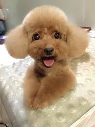 Check spelling or type a new query. Tiny Sweet Poodle Poodle Puppy Dog Toys Poodle Dog