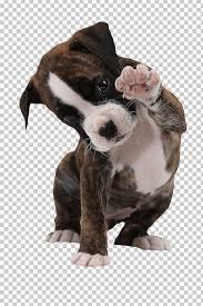 John and jenny were just beginning their life together. Boxer Marley Me Life And Love With The World S Worst Dog Your Puppy Pet Sitting