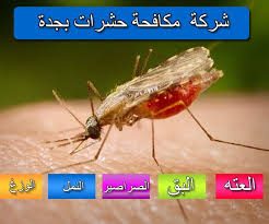 شركة مكافحة حشرات بجدة لايجار01011916991 العته النمل الصراصيرشركة مكافحة حشرات بجدة كيف تقضى على الحشرات الضارة بمنزلك والتى قد تسبب لك اضرار كبيرة وتسبب الام