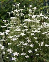 Image result for Agrostemma githago