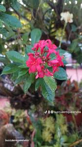 Image result for Jatropha seineri