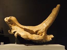 (4 tons range) elasmotherium sibiricum f. Embolotherium A Central Coast Paleontologist