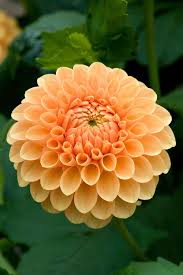 Pin On Colors Of Dahlias
