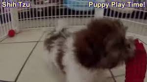 Maybe you would like to learn more about one of these? Shih Tzu Puppies Dogs For Sale In Jacksonville Florida Fl 19breeders Orlando Cape Coral Youtube
