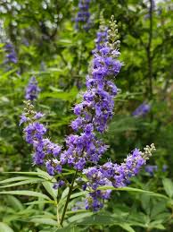 Image result for Vitex