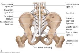 Check spelling or type a new query. Posterior Pelvis Anatomy Anatomy Drawing Diagram