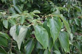 Image result for Celtis