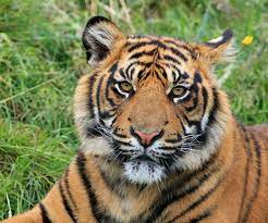Find images of wild animals. Wild Animals You Can See In Indonesia