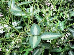 Image result for Desmodium uncinatum