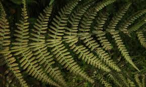 Image result for Hypolepis sparsisora