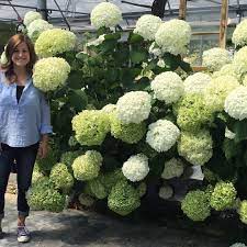 Maybe you would like to learn more about one of these? Instagram Photo By Garden Answer Jun 26 2016 At 1 10am Utc Hydrangea Landscaping Garden Answer Incrediball Hydrangea
