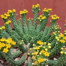 Image result for Euphorbia angularis