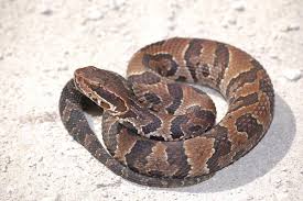 Reptiles such as lizards, baby alligators and turtles; No Water Moccasins In Nebraska Outdoors Journalstar Com