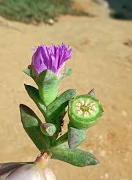 Image result for Carpobrotus