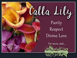 Calla Lily Meaning Symbolism Flower Meanings Lily Meaning Calla Lily Flower Meanings