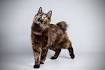 10 Short Tail Cat Breeds Around The World