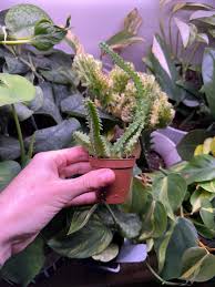 Image result for Euphorbia halipedicola
