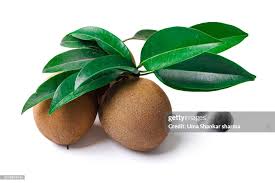 Image result for Manilkara