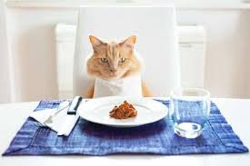 Best overall dry cat food. 11 Best Soft Canned Wet Cat Food Reviews Of 2021