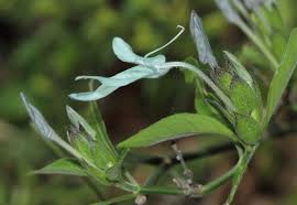 Image result for Ecbolium hastatum