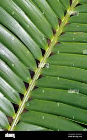 Image result for Encephalartos lebomboensis