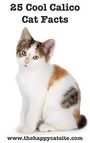 25 Amazing Calico Cat Facts Calico Cat Facts Cat Facts Calico Cat Names