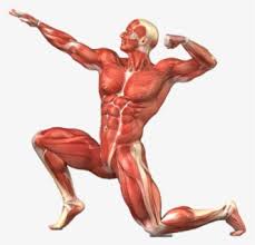Bones of the foot labeling page. Free Muscular System Clip Art With No Background Clipartkey