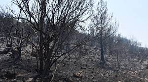 Τσακώθηκαν στον δρόμο για την προτεραιότητα και τον πυροβόλησε. 8essalonikh Fwtia Kai Sta Kymina Se Yfesh Oi Pyrkagies Sth Nikhth Kai Sth Nea Zixnh Serrwn